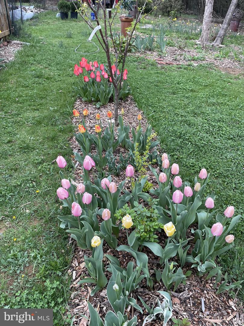 29674 OLD VALLEY PIKE, STRASBURG, Virginia 22657, 2 Bedrooms Bedrooms, ,1 BathroomBathrooms,Residential,For sale,29674 OLD VALLEY PIKE,VASH2013704 MLS # VASH2013704