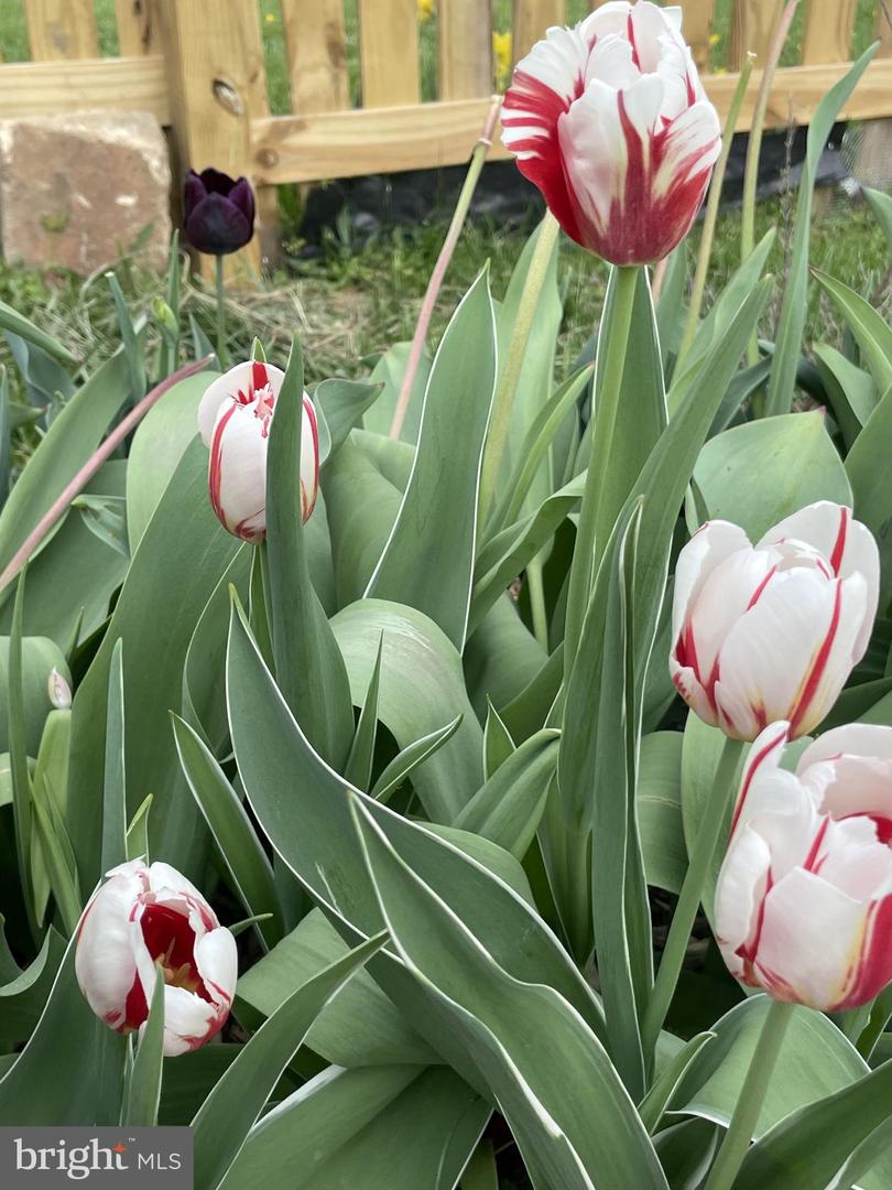 29674 OLD VALLEY PIKE, STRASBURG, Virginia 22657, 2 Bedrooms Bedrooms, ,1 BathroomBathrooms,Residential,For sale,29674 OLD VALLEY PIKE,VASH2013704 MLS # VASH2013704