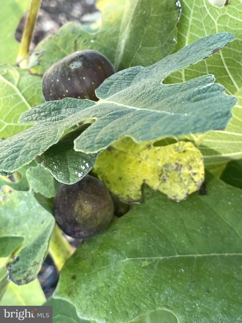 29674 OLD VALLEY PIKE, STRASBURG, Virginia 22657, 2 Bedrooms Bedrooms, ,1 BathroomBathrooms,Residential,For sale,29674 OLD VALLEY PIKE,VASH2013704 MLS # VASH2013704