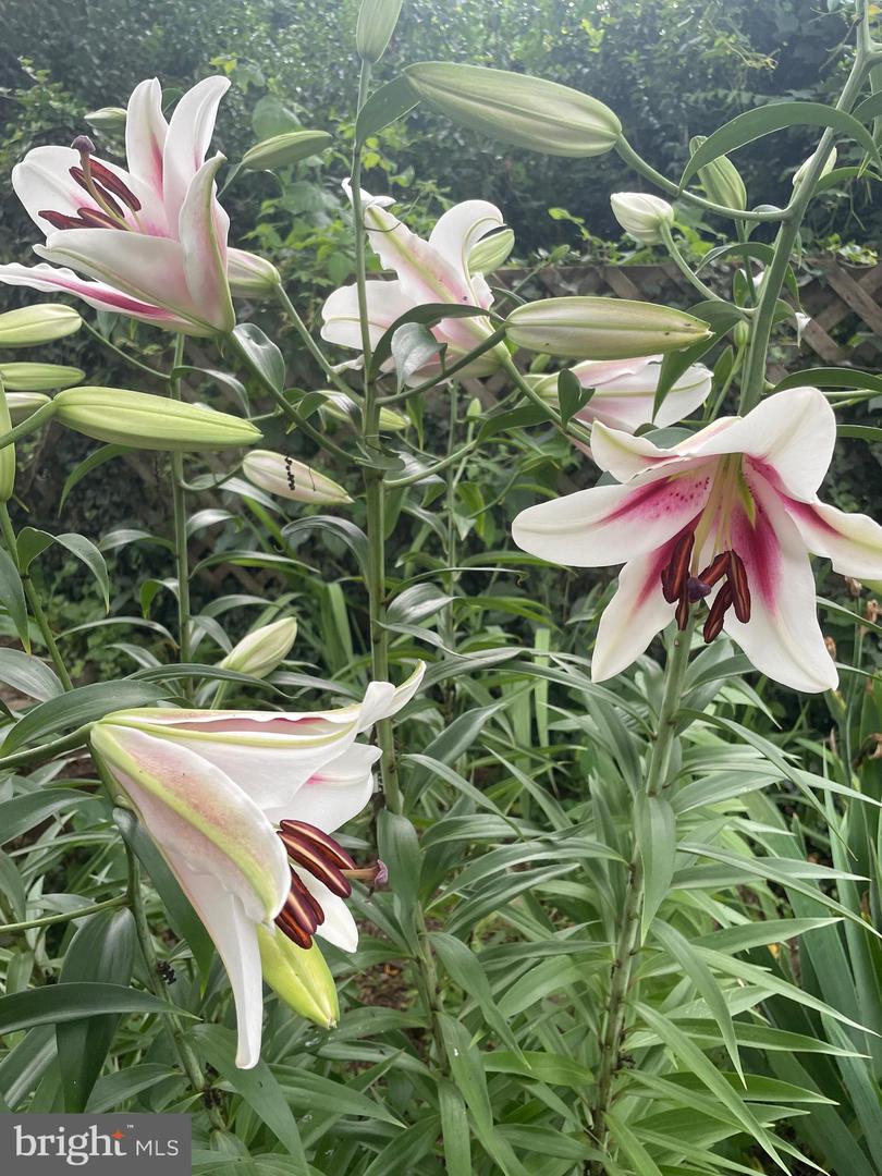 29674 OLD VALLEY PIKE, STRASBURG, Virginia 22657, 2 Bedrooms Bedrooms, ,1 BathroomBathrooms,Residential,For sale,29674 OLD VALLEY PIKE,VASH2013704 MLS # VASH2013704