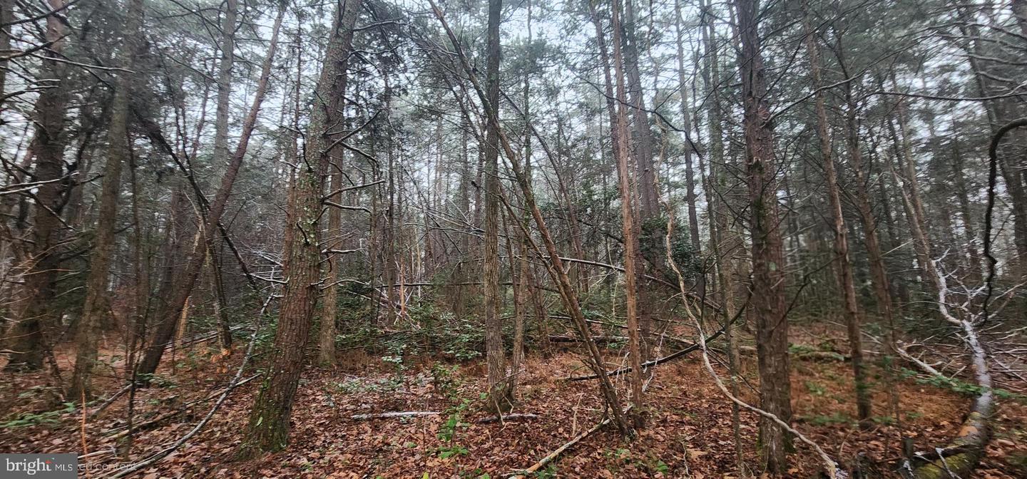 SIGNBOARD RD, RUTHER GLEN, Virginia 22546, ,Land,For sale,SIGNBOARD RD,VACV2009642 MLS # VACV2009642