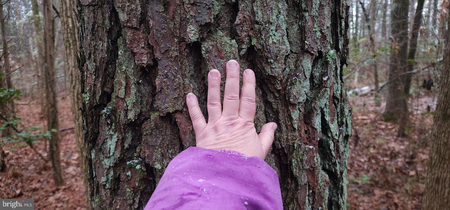 SIGNBOARD RD, RUTHER GLEN, Virginia 22546, ,Land,For sale,SIGNBOARD RD,VACV2009642 MLS # VACV2009642