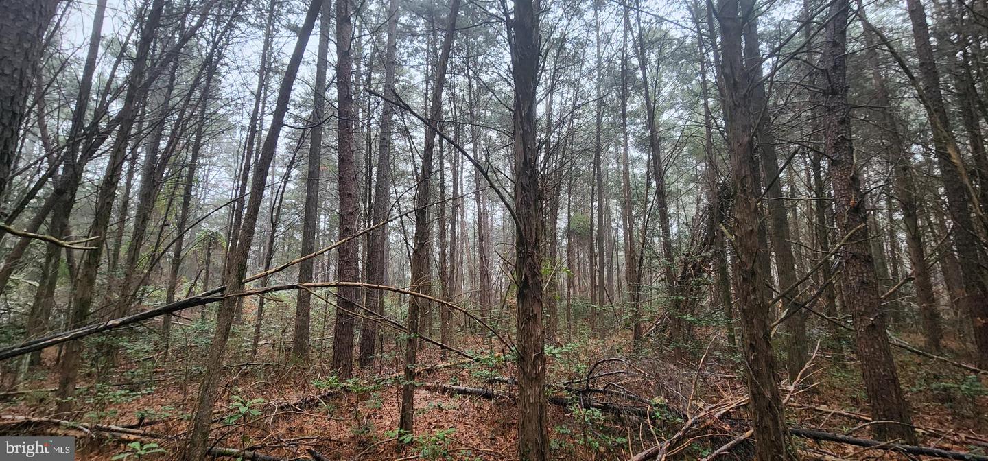 SIGNBOARD RD, RUTHER GLEN, Virginia 22546, ,Land,For sale,SIGNBOARD RD,VACV2009642 MLS # VACV2009642