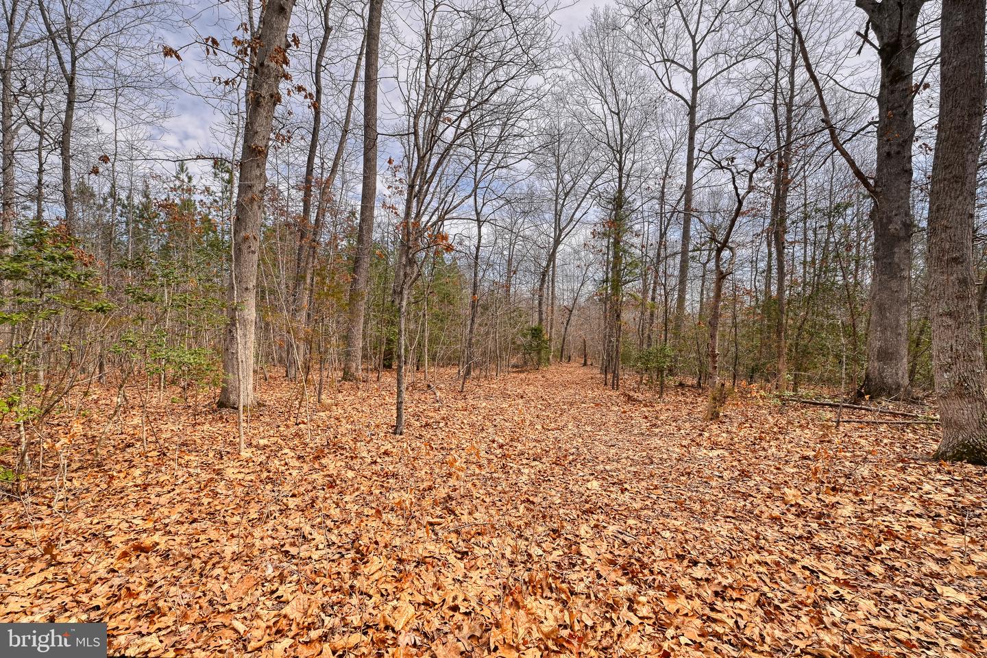 28.13 ACRES CROSS COUNTRY RD, MINERAL, Virginia 23117, ,Land,For sale,28.13 ACRES CROSS COUNTRY RD,VALA2009398 MLS # VALA2009398