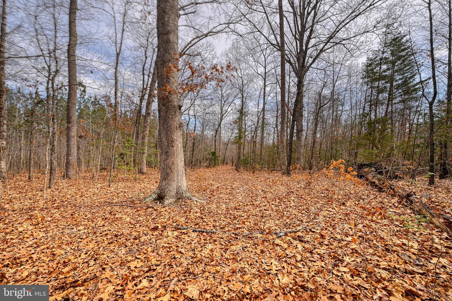 28.13 ACRES CROSS COUNTRY RD, MINERAL, Virginia 23117, ,Land,For sale,28.13 ACRES CROSS COUNTRY RD,VALA2009398 MLS # VALA2009398