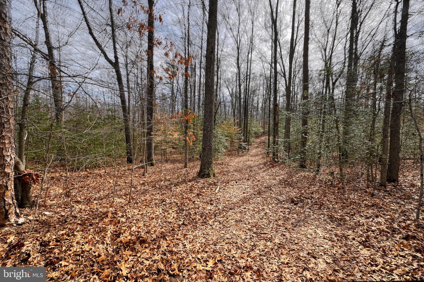 28.13 ACRES CROSS COUNTRY RD, MINERAL, Virginia 23117, ,Land,For sale,28.13 ACRES CROSS COUNTRY RD,VALA2009398 MLS # VALA2009398