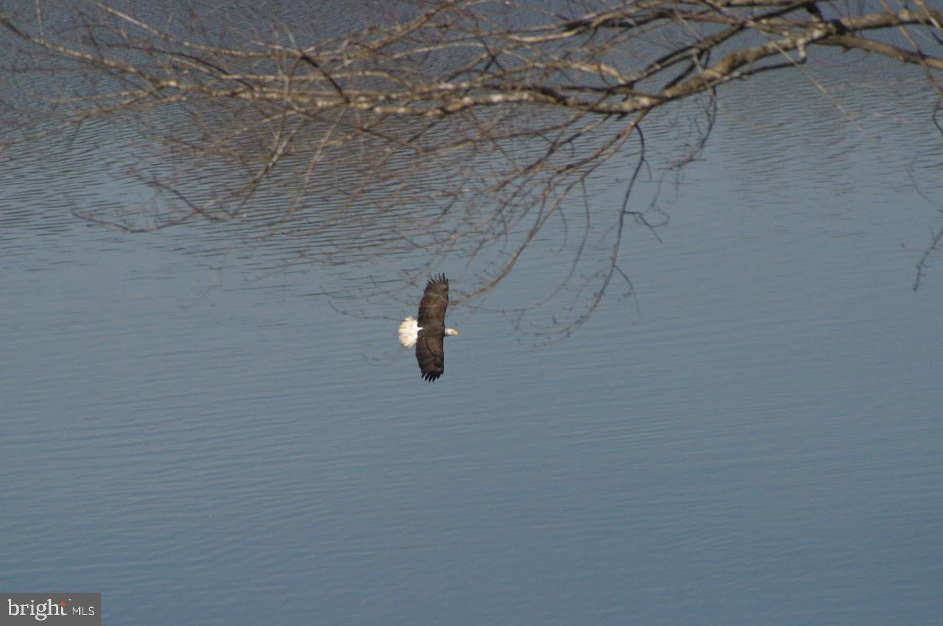 307 LARKSPUR, RUCKERSVILLE, Virginia 22968, 4 Bedrooms Bedrooms, ,2 BathroomsBathrooms,Residential,For sale,307 LARKSPUR,VAGR2000794 MLS # VAGR2000794