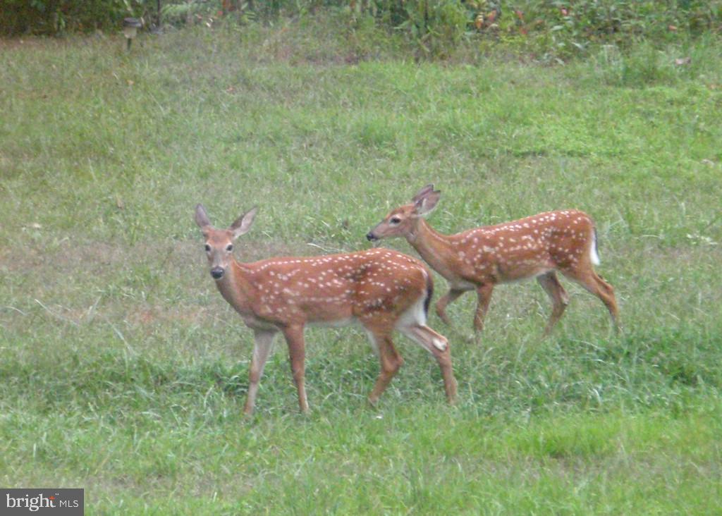 307 LARKSPUR, RUCKERSVILLE, Virginia 22968, 4 Bedrooms Bedrooms, ,2 BathroomsBathrooms,Residential,For sale,307 LARKSPUR,VAGR2000794 MLS # VAGR2000794