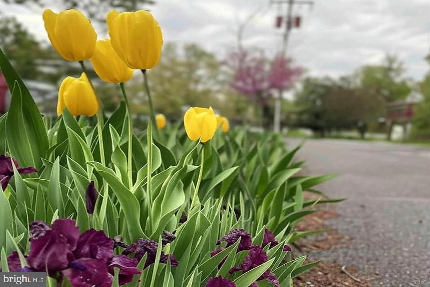 55 SKYHILL RD #101, ALEXANDRIA, Virginia 22314, 3 Bedrooms Bedrooms, ,2 BathroomsBathrooms,Residential,For sale,55 SKYHILL RD #101,VAAX2054642 MLS # VAAX2054642