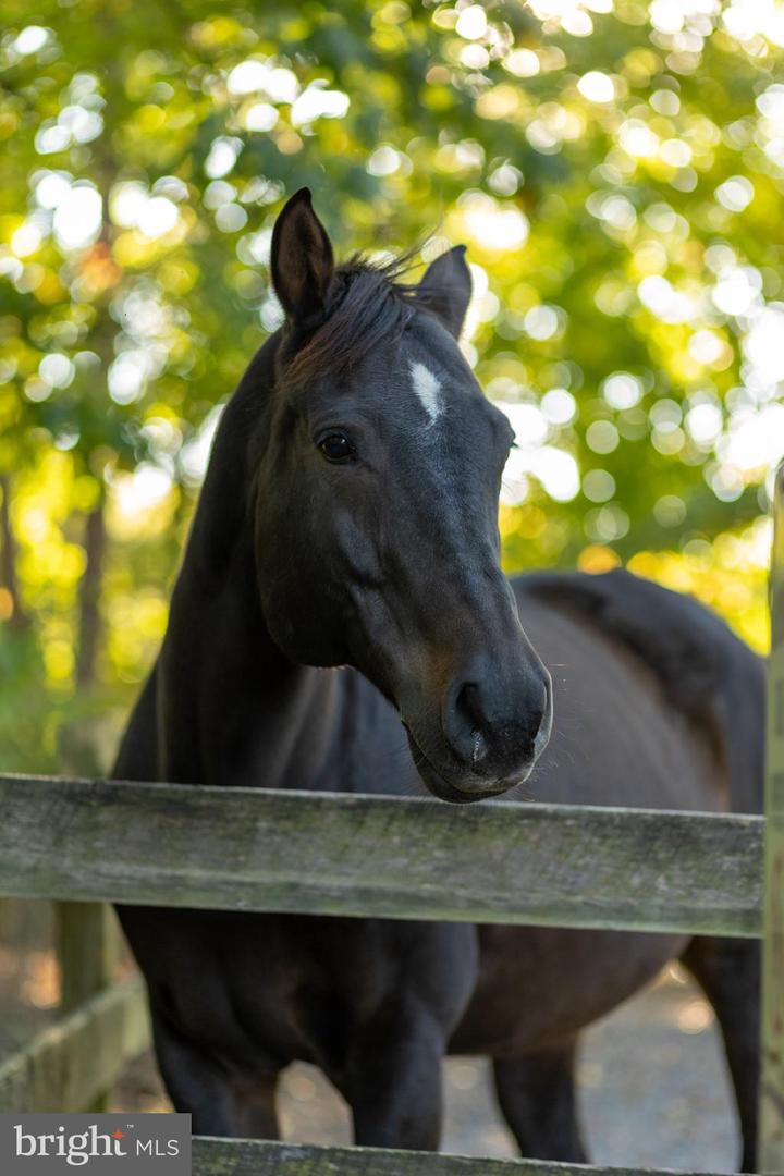143 EDGEMONT CIR, LOCUST GROVE, Virginia 22508, 6 Bedrooms Bedrooms, ,4 BathroomsBathrooms,Residential,For sale,143 EDGEMONT CIR,VAOR2012624 MLS # VAOR2012624