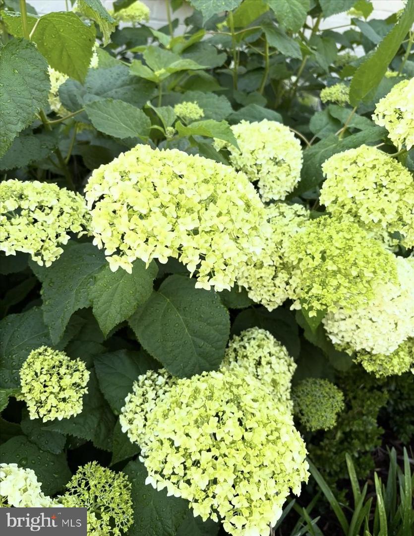 2609 DAVIS AVE., ALEXANDRIA, Virginia 22302, 3 Bedrooms Bedrooms, ,2 BathroomsBathrooms,Residential,For sale,2609 DAVIS AVE.,VAAX2054564 MLS # VAAX2054564