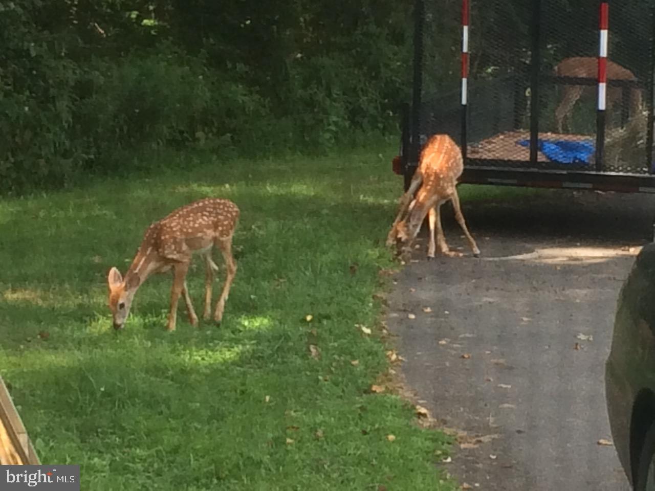 22247 WATSON RD, LEESBURG, Virginia 20175, 4 Bedrooms Bedrooms, 11 Rooms Rooms,2 BathroomsBathrooms,Residential,For sale,22247 WATSON RD,VALO2117532 MLS # VALO2117532