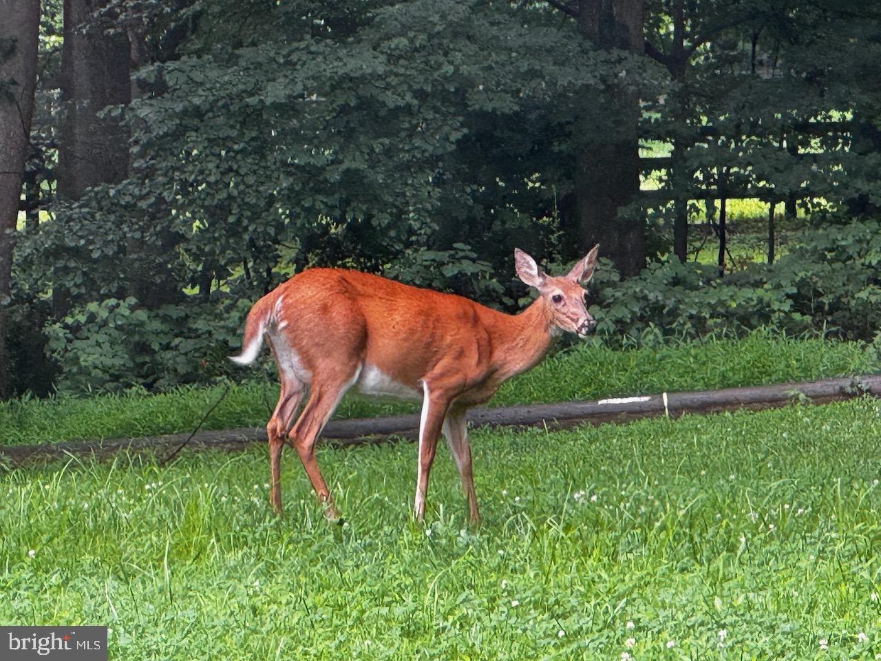 22247 WATSON RD, LEESBURG, Virginia 20175, 4 Bedrooms Bedrooms, 11 Rooms Rooms,2 BathroomsBathrooms,Residential,For sale,22247 WATSON RD,VALO2117532 MLS # VALO2117532