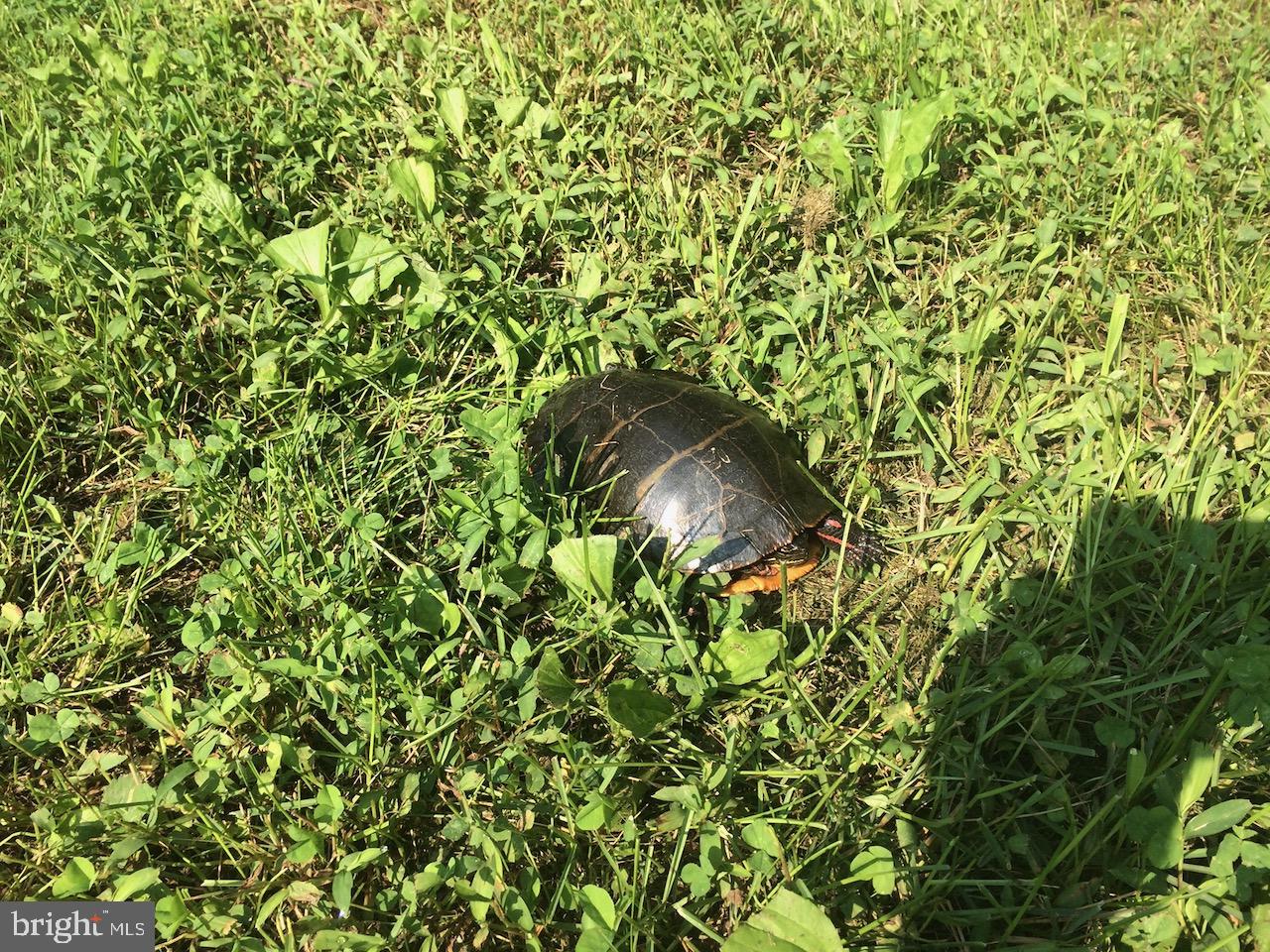 22247 WATSON RD, LEESBURG, Virginia 20175, 4 Bedrooms Bedrooms, 11 Rooms Rooms,2 BathroomsBathrooms,Residential,For sale,22247 WATSON RD,VALO2117532 MLS # VALO2117532