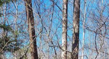 460 JEFFERSON #435, PALMYRA, Virginia 22963, ,Land,For sale,460 JEFFERSON #435,674068 MLS # 674068