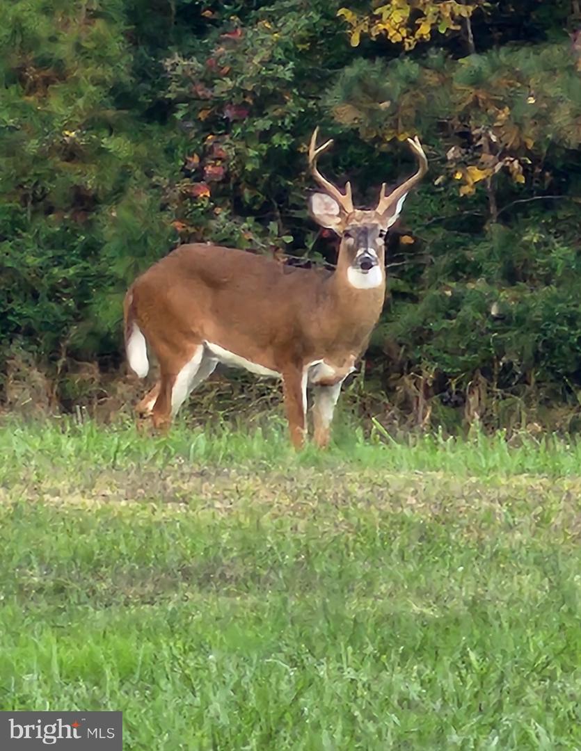 0 SANDY BEACH RD, HEATHSVILLE, Virginia 22473, ,Land,For sale,0 SANDY BEACH RD,VANV2001908 MLS # VANV2001908