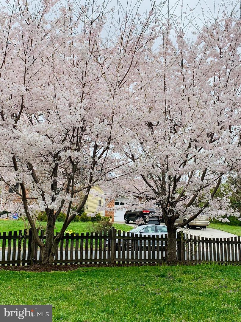 6703 HALLWOOD AVE, FALLS CHURCH, Virginia 22046, 3 Bedrooms Bedrooms, ,2 BathroomsBathrooms,Residential,For sale,6703 HALLWOOD AVE,VAFX2291848 MLS # VAFX2291848