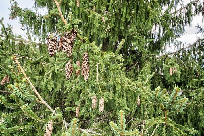 110 JOY LN, FISHERSVILLE, Virginia 22939, 3 Bedrooms Bedrooms, ,2 BathroomsBathrooms,Residential,110 JOY LN,674066 MLS # 674066