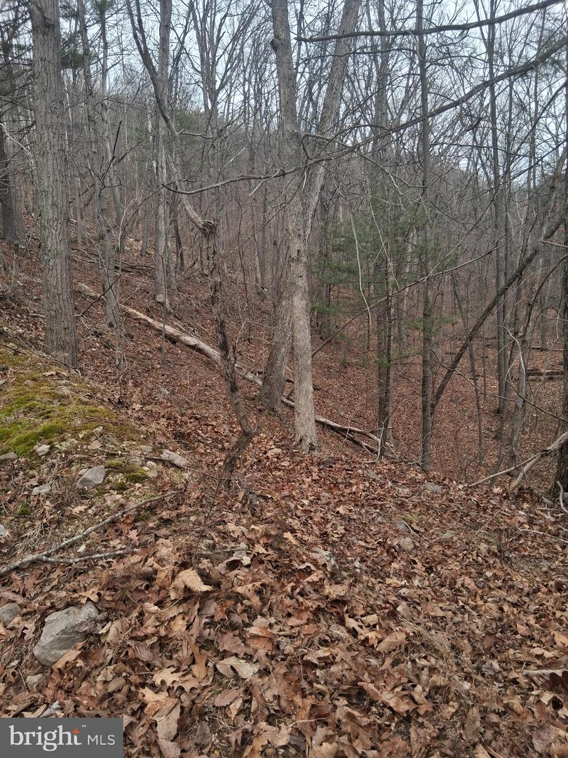 VESEY DR, FRONT ROYAL, Virginia 22630, ,Land,For sale,VESEY DR,VAWR2013582 MLS # VAWR2013582