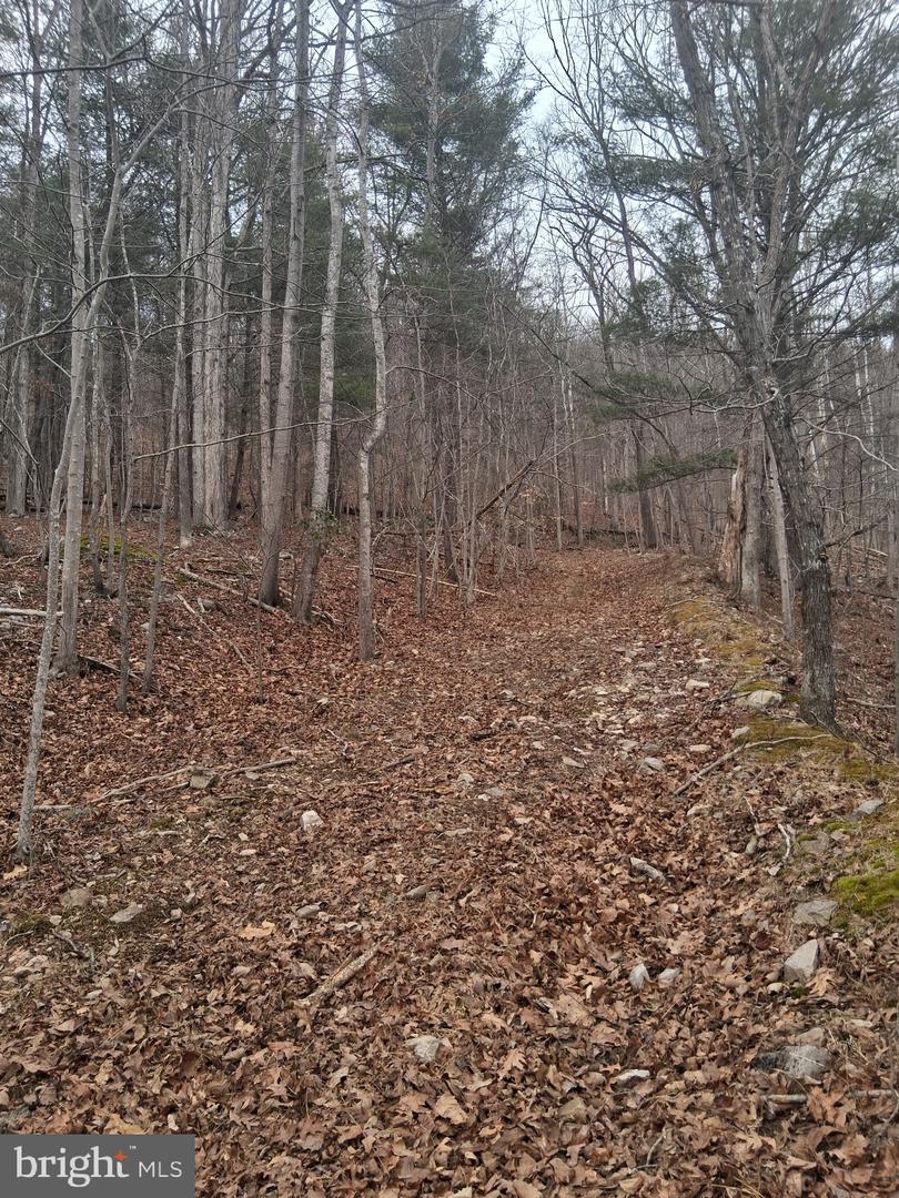 VESEY DR, FRONT ROYAL, Virginia 22630, ,Land,For sale,VESEY DR,VAWR2013582 MLS # VAWR2013582