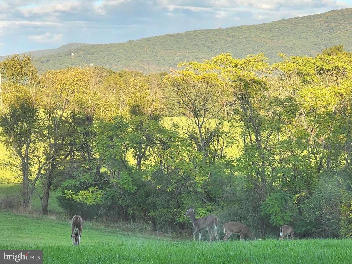459 SPRINGFIELD ESTATES DR, RILEYVILLE, Virginia 22650, 3 Bedrooms Bedrooms, ,2 BathroomsBathrooms,Residential,For sale,459 SPRINGFIELD ESTATES DR,VAPA2006134 MLS # VAPA2006134 459 SPRINGFIELD ESTATES DR, RILEYVILLE, Virginia 22650, 3 Bedrooms Bedrooms, ,2 BathroomsBathrooms,Residential,For sale,459 SPRINGFIELD ESTATES DR,VAPA2006134 MLS # VAPA2006134
