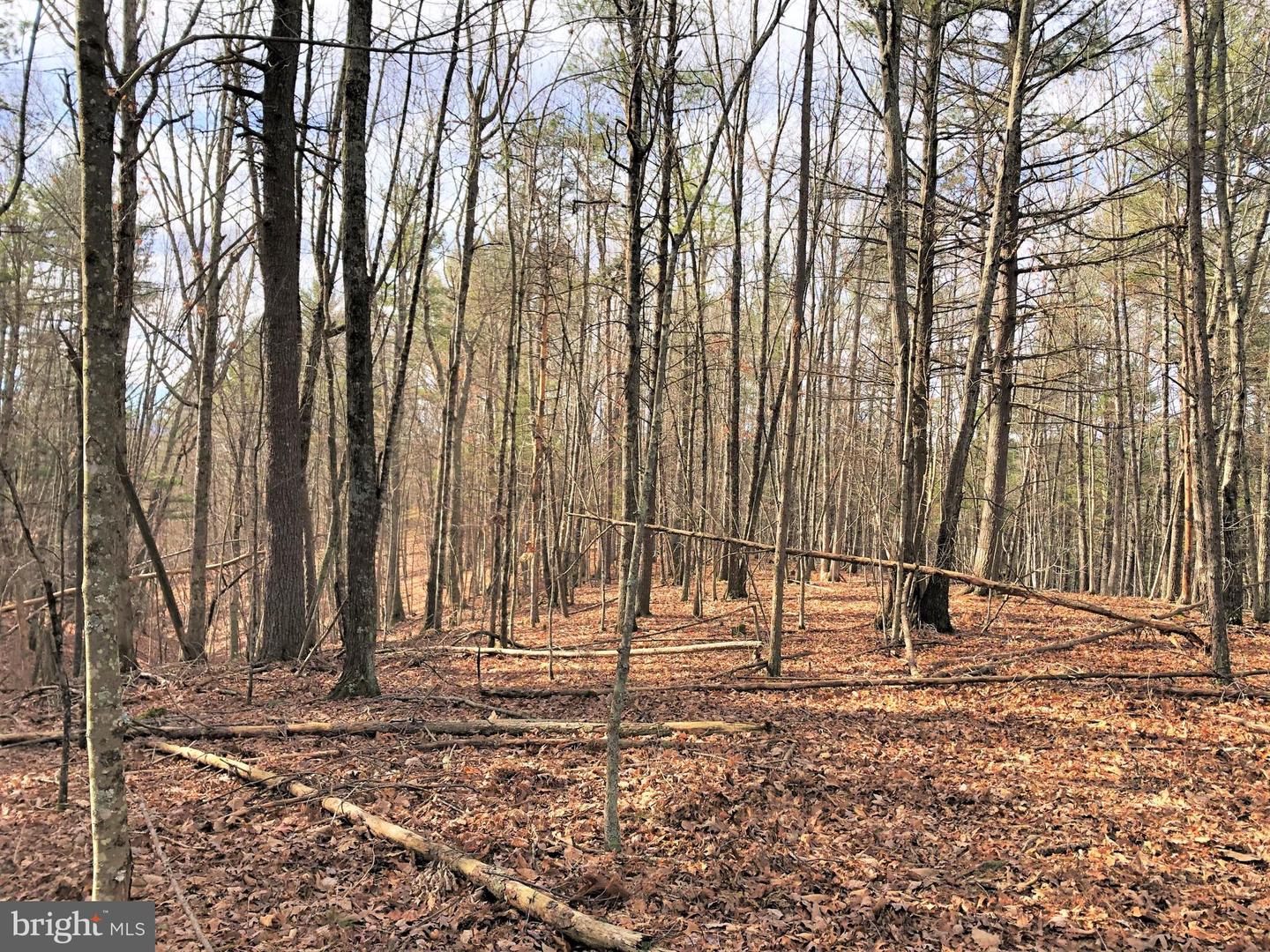 0 THAXTON ROAD, PULASKI, Virginia 24301, ,Land,For sale,0 THAXTON ROAD,VAPU2000050 MLS # VAPU2000050