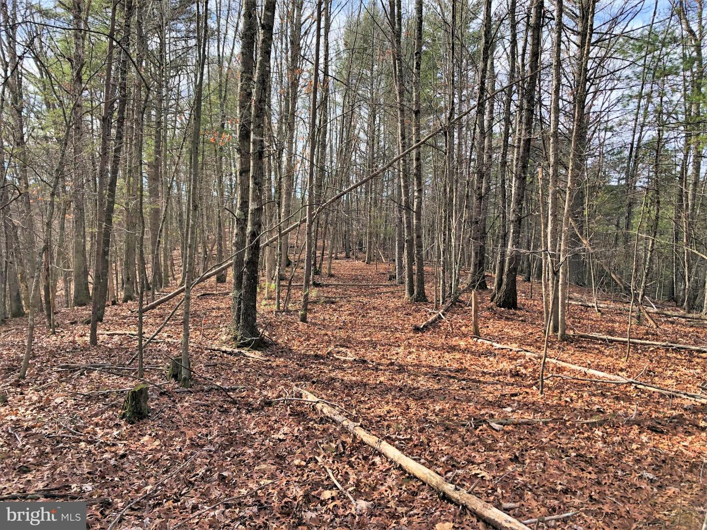 0 THAXTON ROAD, PULASKI, Virginia 24301, ,Land,For sale,0 THAXTON ROAD,VAPU2000050 MLS # VAPU2000050