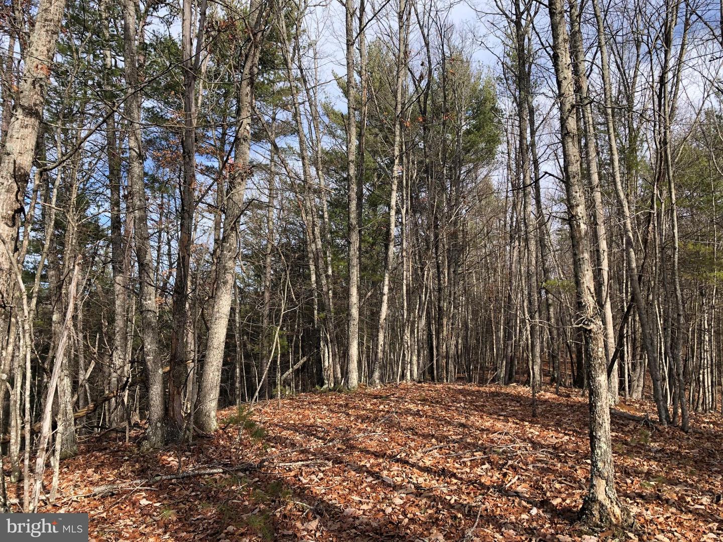 0 THAXTON ROAD, PULASKI, Virginia 24301, ,Land,For sale,0 THAXTON ROAD,VAPU2000050 MLS # VAPU2000050