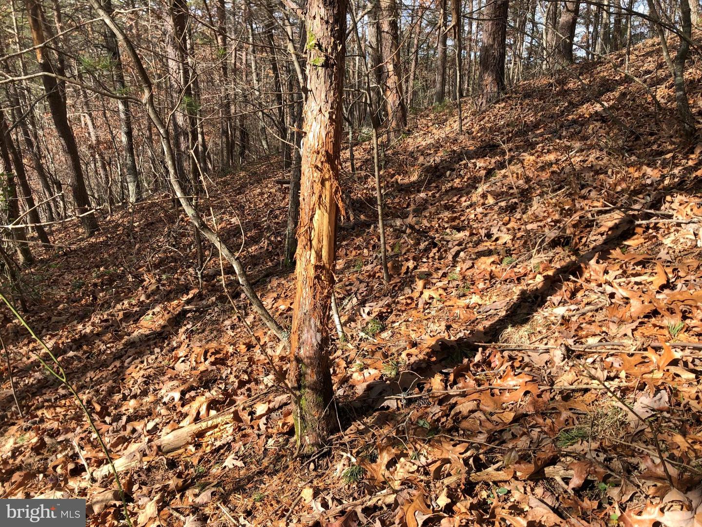 0 THAXTON ROAD, PULASKI, Virginia 24301, ,Land,For sale,0 THAXTON ROAD,VAPU2000050 MLS # VAPU2000050