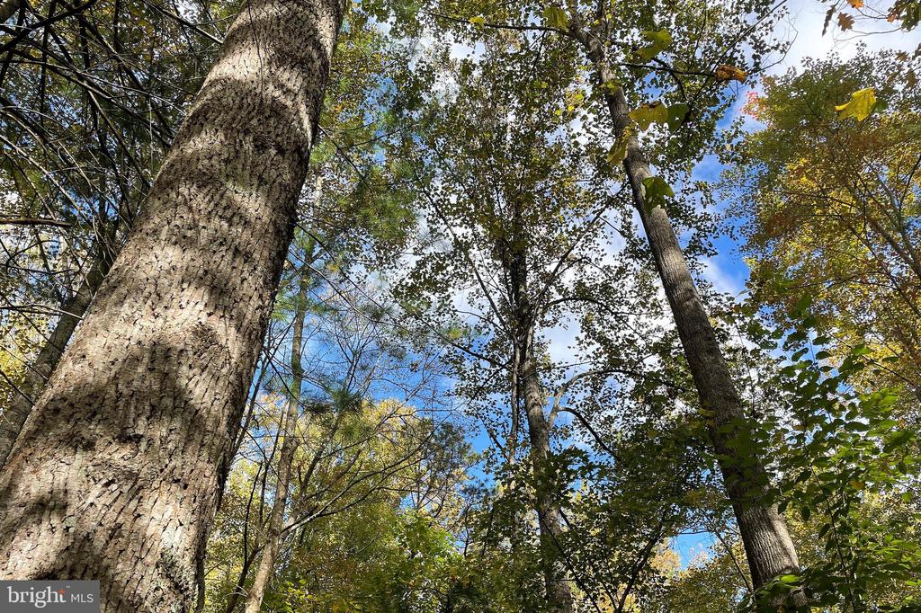 0 PINE HILL, SPERRYVILLE, Virginia 22740, ,Land,0 PINE HILL,VAMA2002636 MLS # VAMA2002636