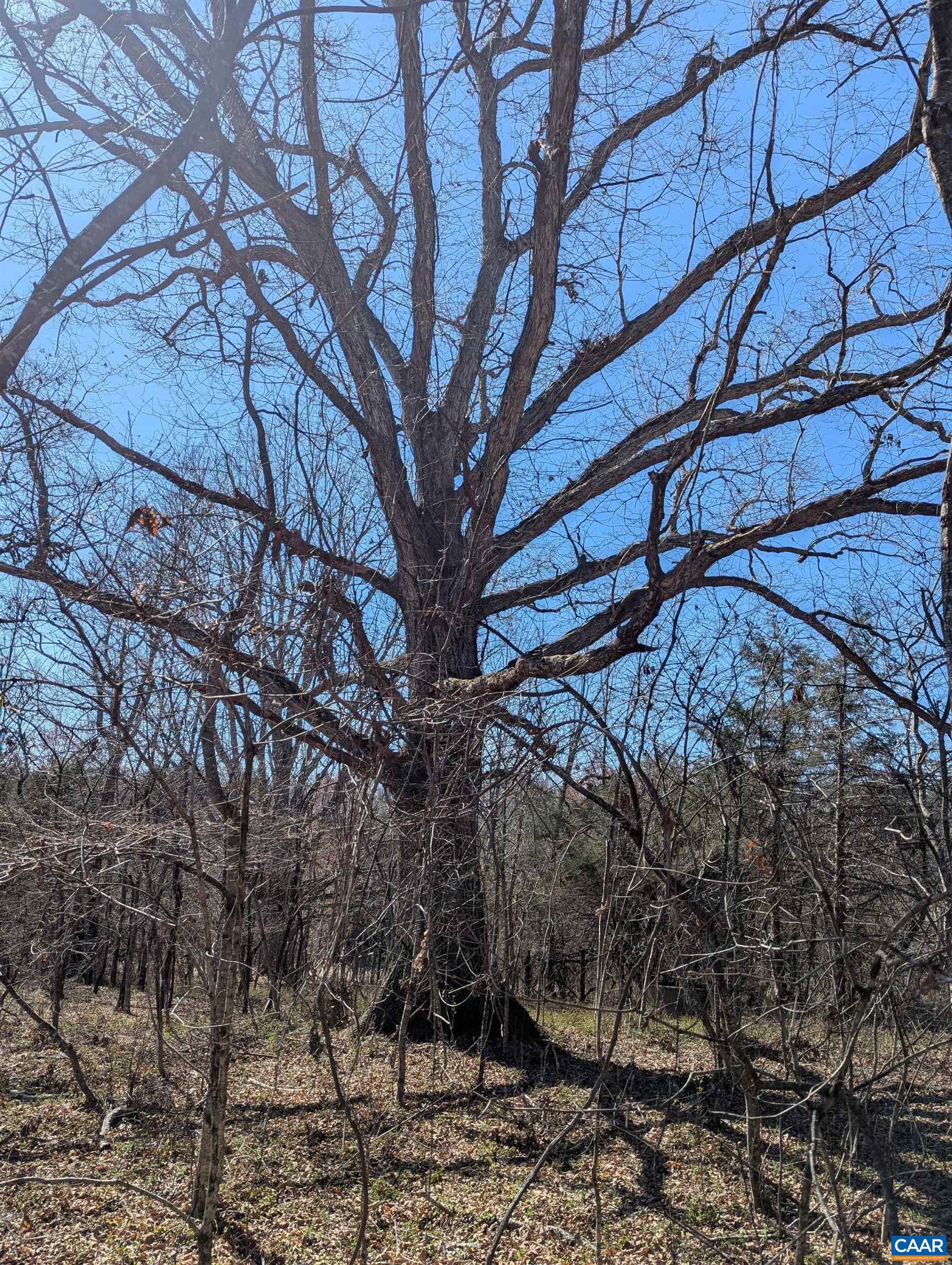 0 GOLDFINCH CT, SCOTTSVILLE, Virginia 24590, ,Land,0 GOLDFINCH CT,674185 MLS # 674185