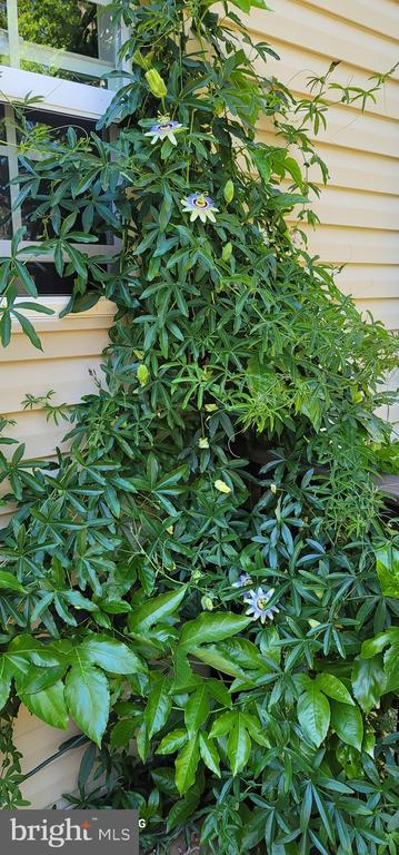 10272 QUARTZ AVE, CULPEPER, Virginia 22701, 5 Bedrooms Bedrooms, ,4 BathroomsBathrooms,Residential,10272 QUARTZ AVE,VACU2012754 MLS # VACU2012754