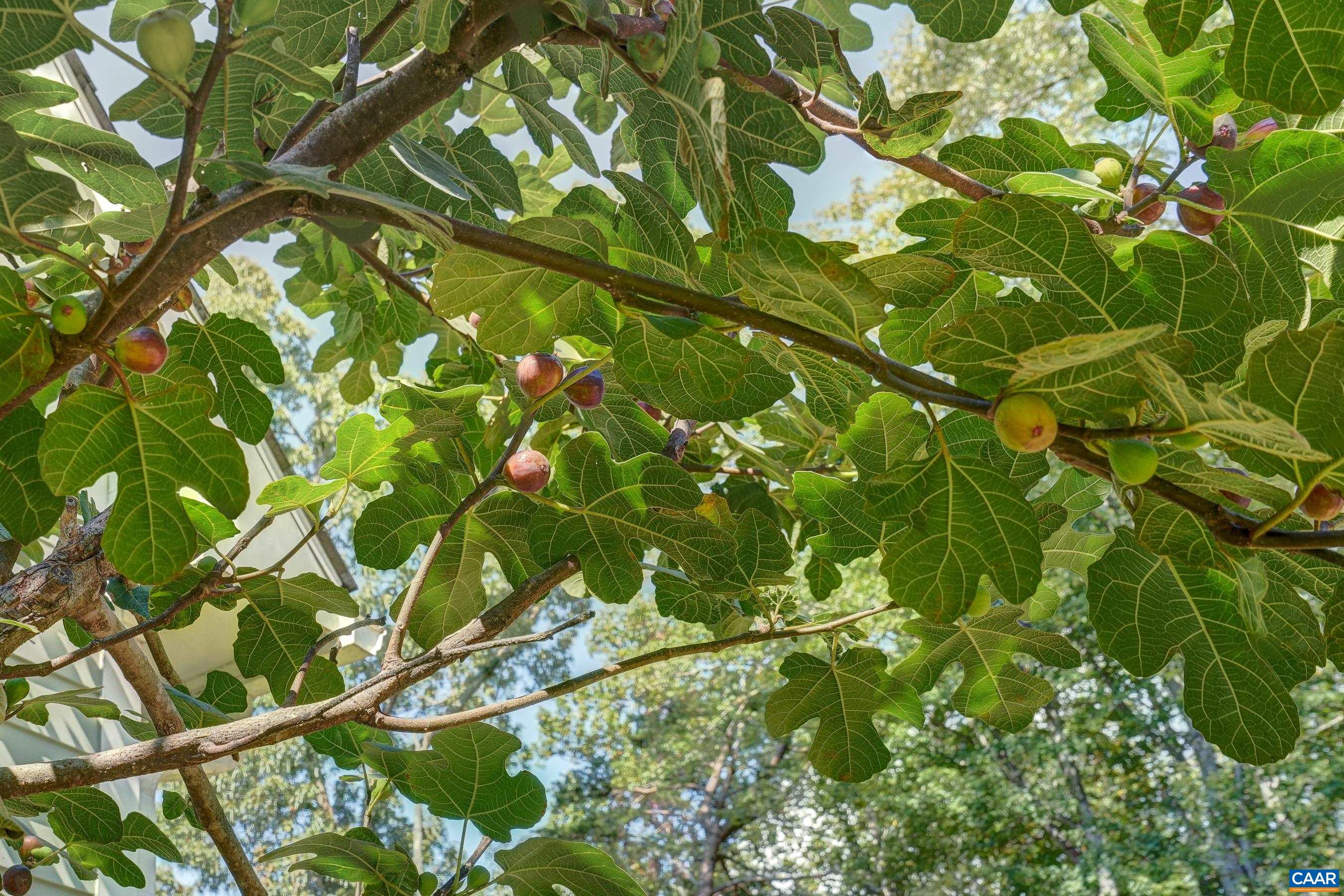 140 LYNX FARM LN, CHARLOTTESVILLE, Virginia 22903, 4 Bedrooms Bedrooms, ,4 BathroomsBathrooms,Residential,140 LYNX FARM LN,674098 MLS # 674098