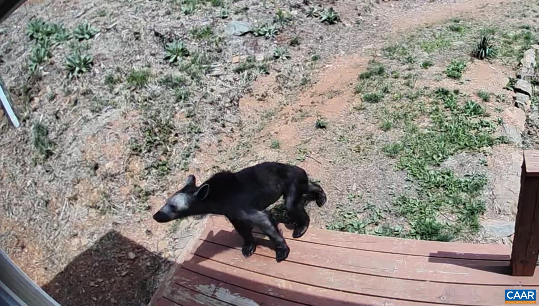 1494 SPRUCE CREEK LN, NELLYSFORD, Virginia 22958, 1 Bedroom Bedrooms, ,1 BathroomBathrooms,Residential,1494 SPRUCE CREEK LN,674252 MLS # 674252