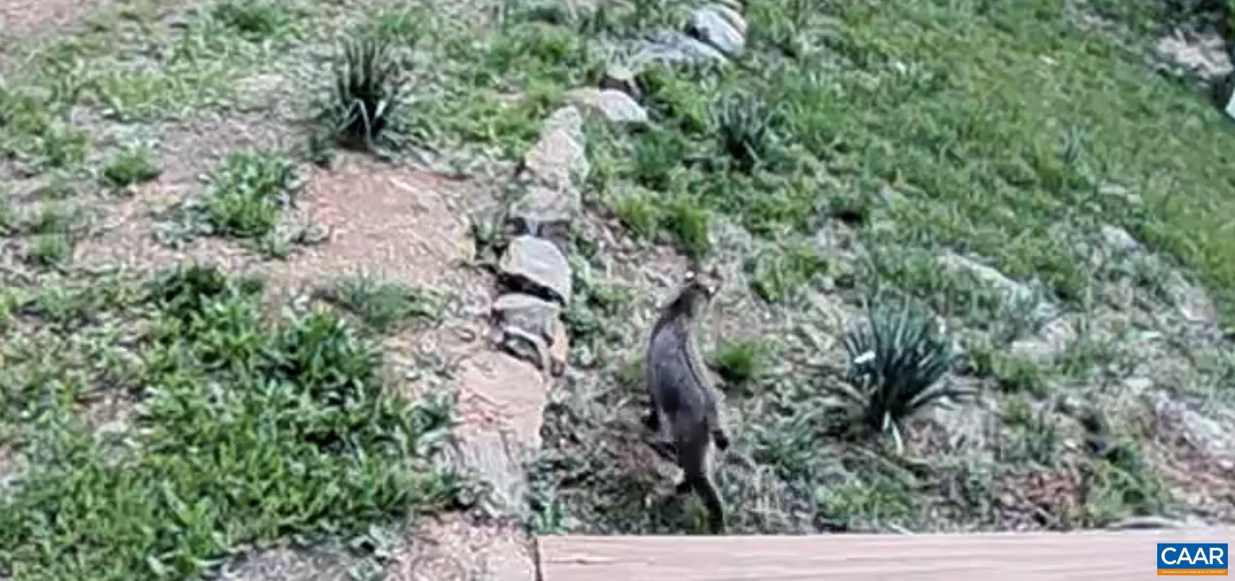 1494 SPRUCE CREEK LN, NELLYSFORD, Virginia 22958, 1 Bedroom Bedrooms, ,1 BathroomBathrooms,Residential,1494 SPRUCE CREEK LN,674252 MLS # 674252