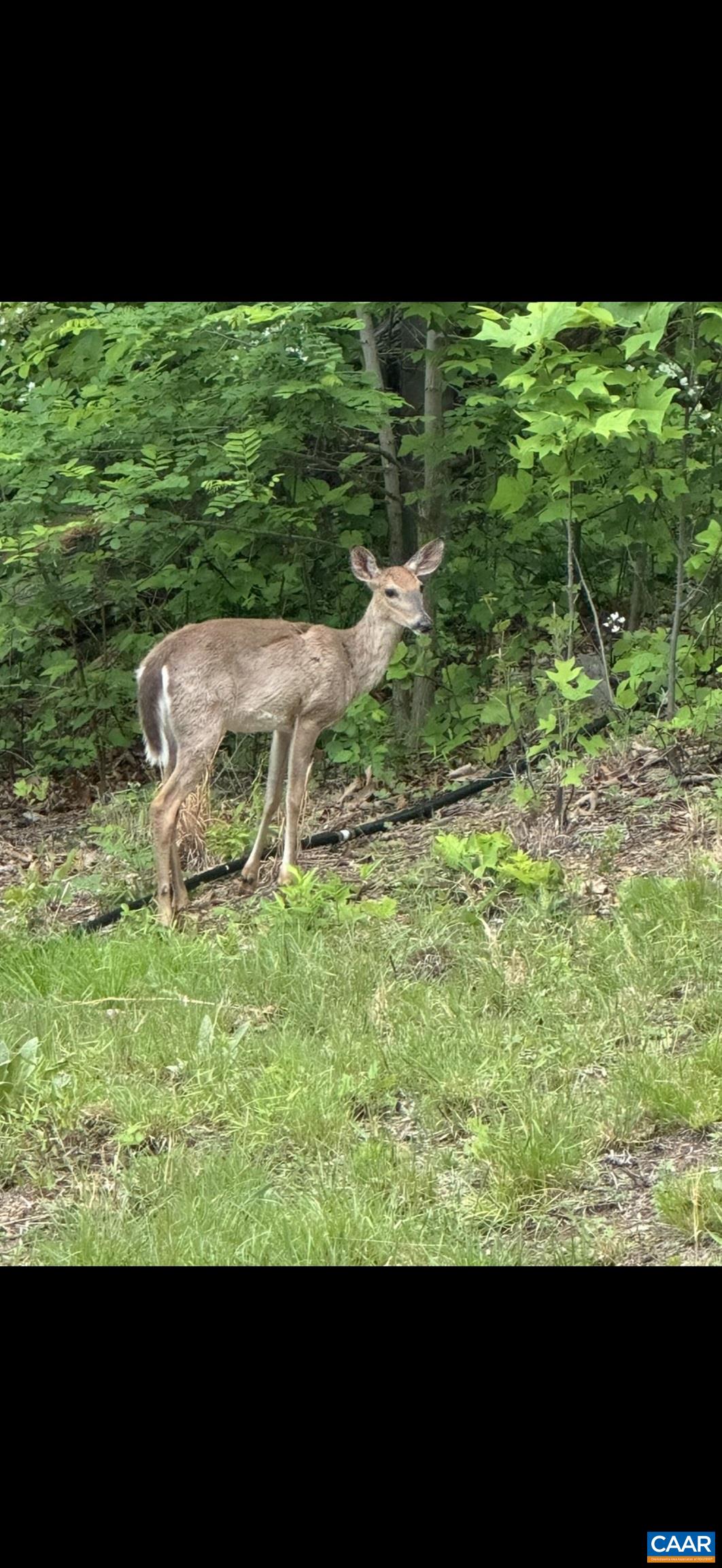 1494 SPRUCE CREEK LN, NELLYSFORD, Virginia 22958, 1 Bedroom Bedrooms, ,1 BathroomBathrooms,Residential,1494 SPRUCE CREEK LN,674252 MLS # 674252