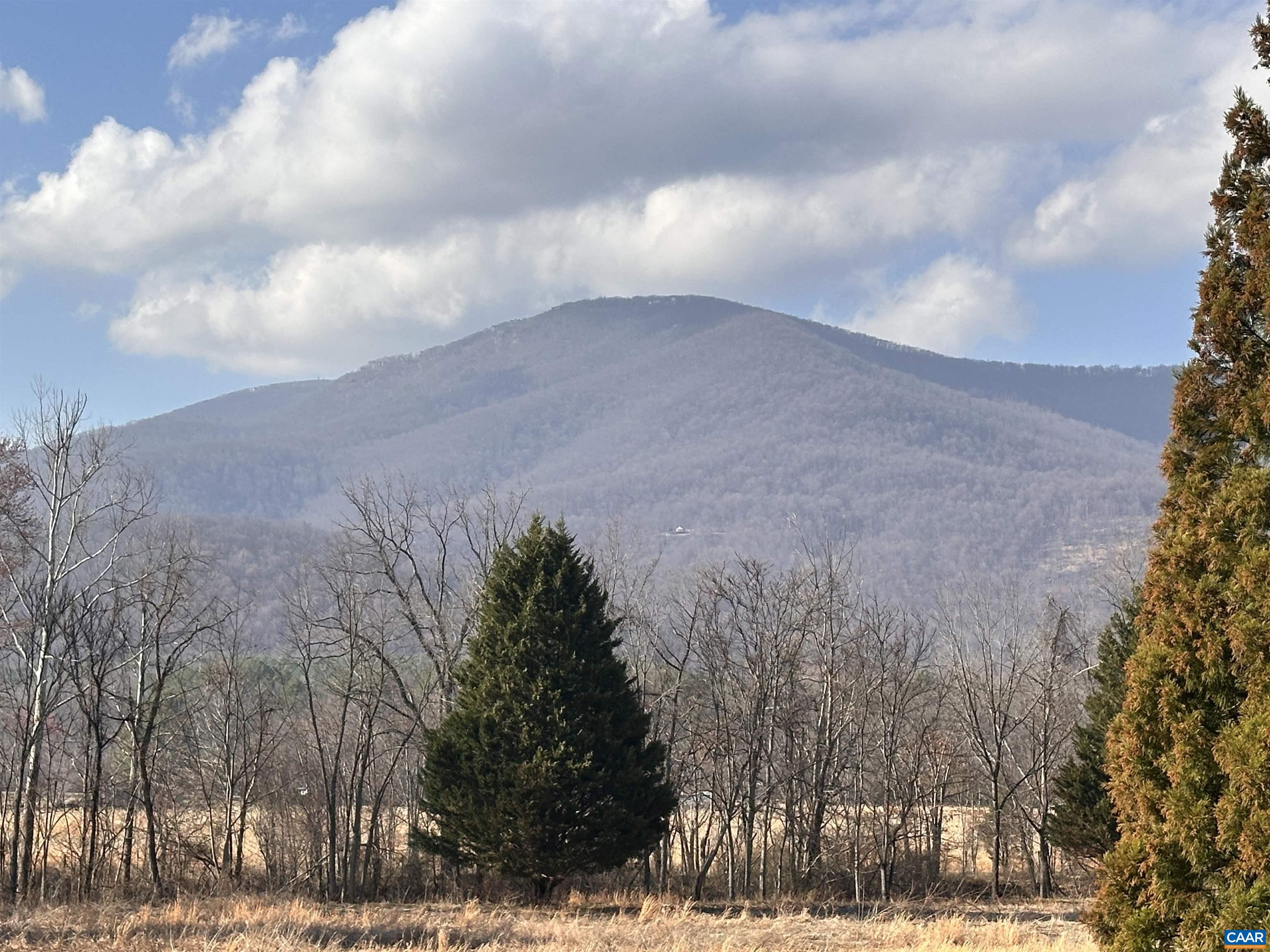 looking up from Spruce Creek Park walking trail
