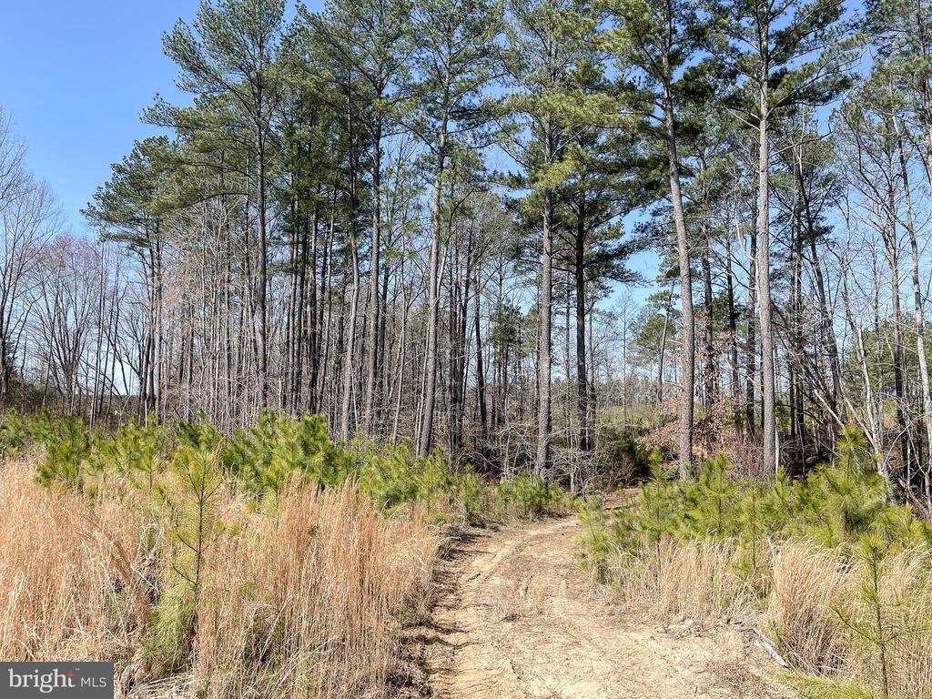 YELLOWBOTTOM RD, LIGNUM, Virginia 22726, ,Farm,YELLOWBOTTOM RD,VACU2010188 MLS # VACU2010188