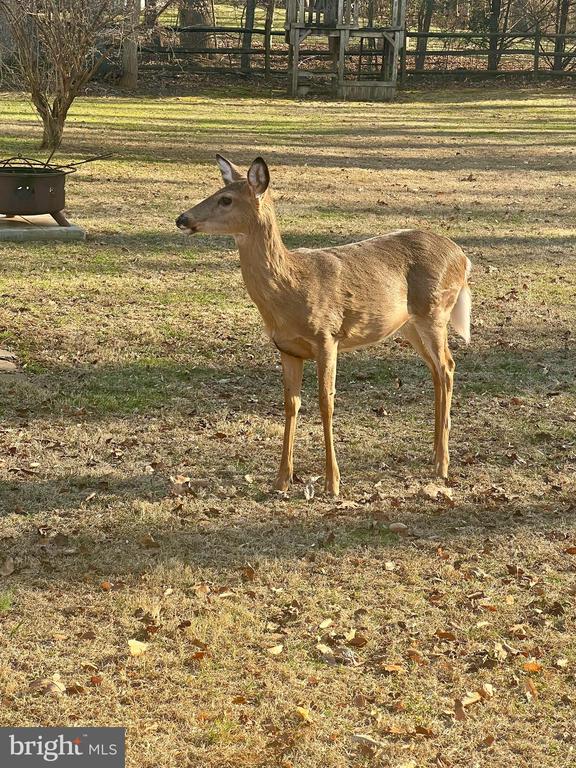 15420 BOB WHITE TRL, AMISSVILLE, Virginia 20106, 4 Bedrooms Bedrooms, ,2 BathroomsBathrooms,Residential,15420 BOB WHITE TRL,VACU2012864 MLS # VACU2012864