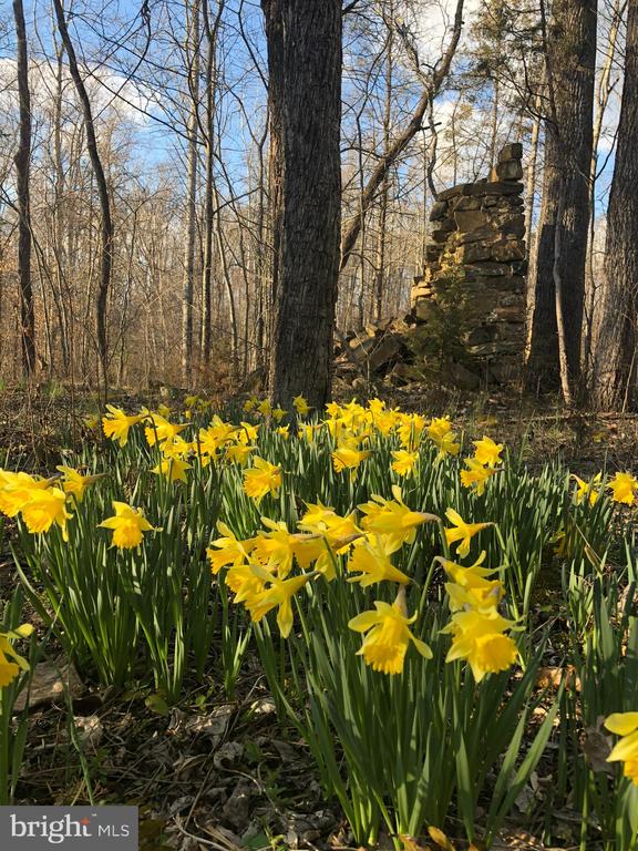 DOVEY RD, SPOTSYLVANIA, Virginia 22553, ,Land,DOVEY RD,VASP2039992 MLS # VASP2039992