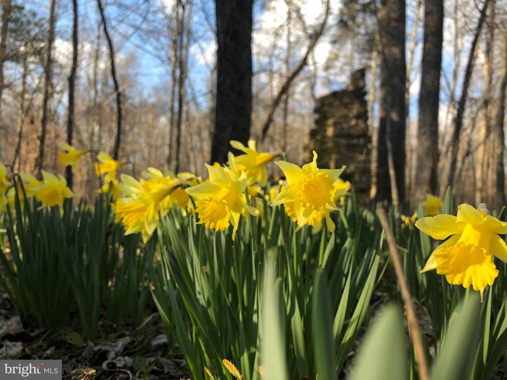 DOVEY RD, SPOTSYLVANIA, Virginia 22553, ,Land,DOVEY RD,VASP2039992 MLS # VASP2039992