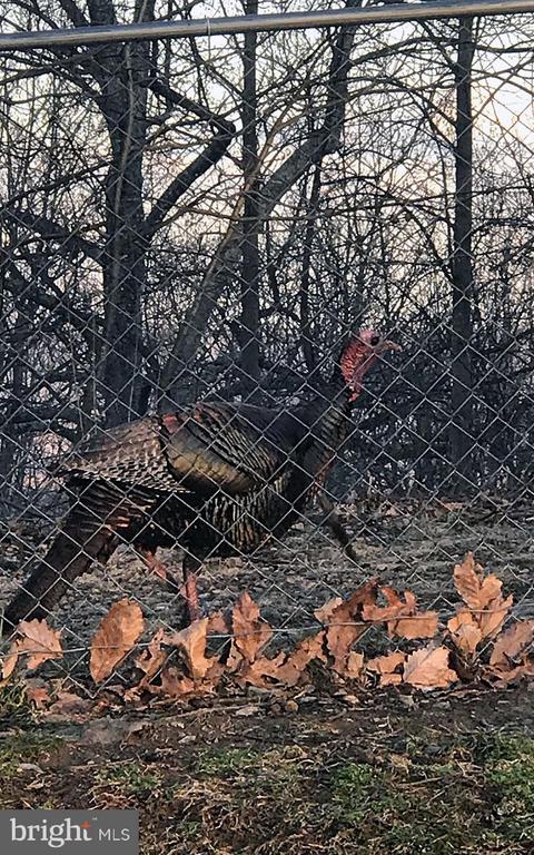 4562 QUAIL RUN DR, MARSHALL, Virginia, 3 Bedrooms Bedrooms, ,2 BathroomsBathrooms,Residential,4562 QUAIL RUN DR,VAFQ2020758 MLS # VAFQ2020758 4562 QUAIL RUN DR, MARSHALL, Virginia, 3 Bedrooms Bedrooms, ,2 BathroomsBathrooms,Residential,4562 QUAIL RUN DR,VAFQ2020758 MLS # VAFQ2020758