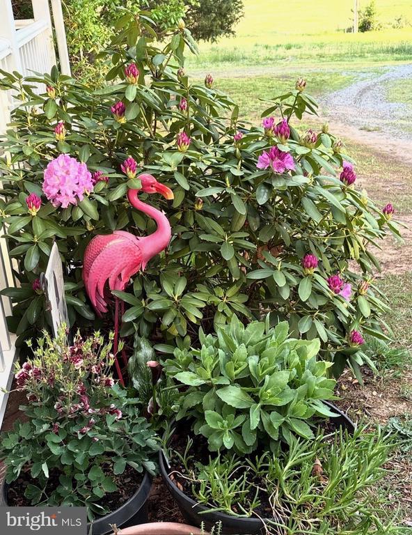 5825 MORRIS RD, SPOTSYLVANIA, Virginia 22551, 4 Bedrooms Bedrooms, ,3 BathroomsBathrooms,Residential,5825 MORRIS RD,VASP2039954 MLS # VASP2039954