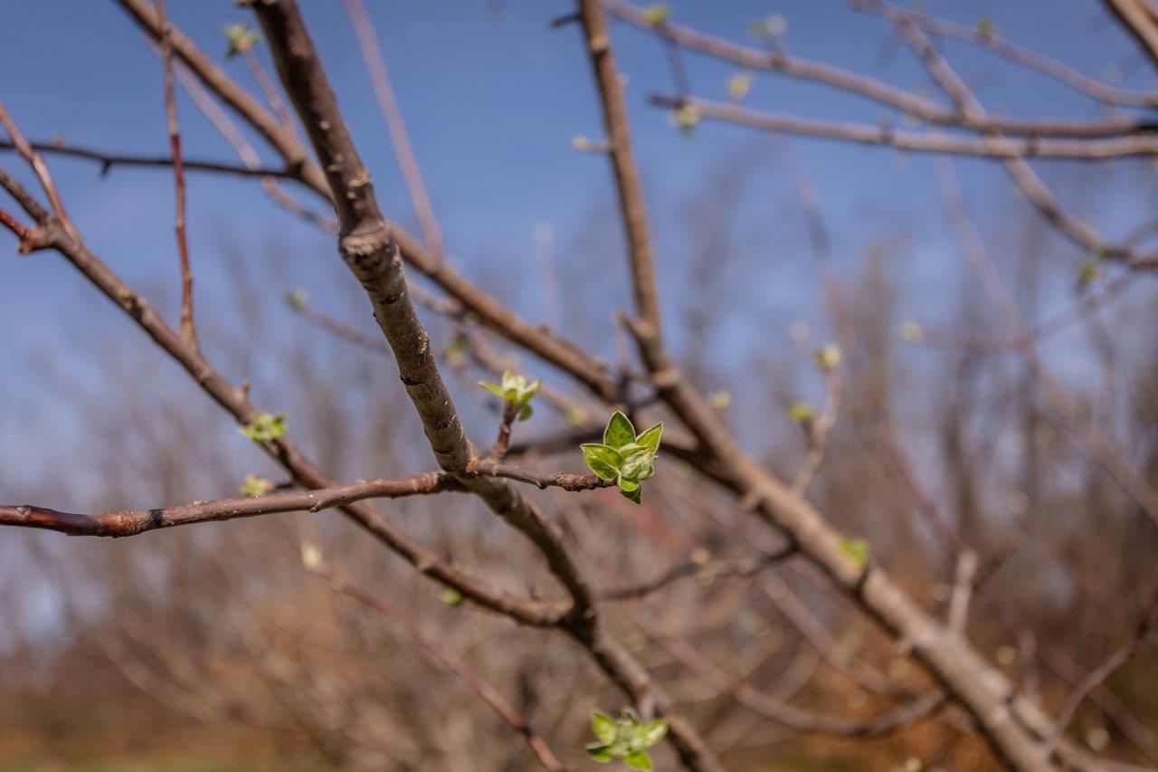 3844 STUARTS DRAFT HWY, WAYNESBORO, Virginia 22980, 3 Bedrooms Bedrooms, ,2 BathroomsBathrooms,Residential,3844 STUARTS DRAFT HWY,674391 MLS # 674391