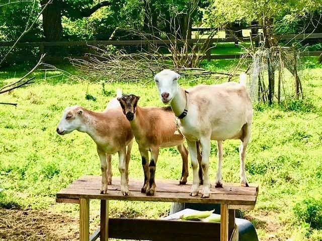 3844 STUARTS DRAFT HWY, WAYNESBORO, Virginia 22980, 3 Bedrooms Bedrooms, ,2 BathroomsBathrooms,Residential,3844 STUARTS DRAFT HWY,674391 MLS # 674391