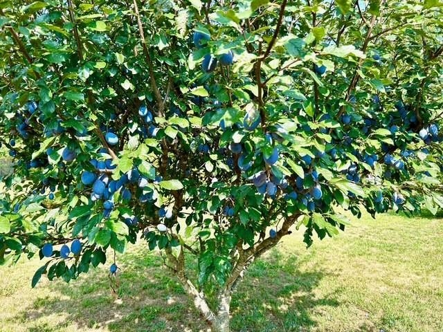 3844 STUARTS DRAFT HWY, WAYNESBORO, Virginia 22980, 3 Bedrooms Bedrooms, ,2 BathroomsBathrooms,Residential,3844 STUARTS DRAFT HWY,674391 MLS # 674391