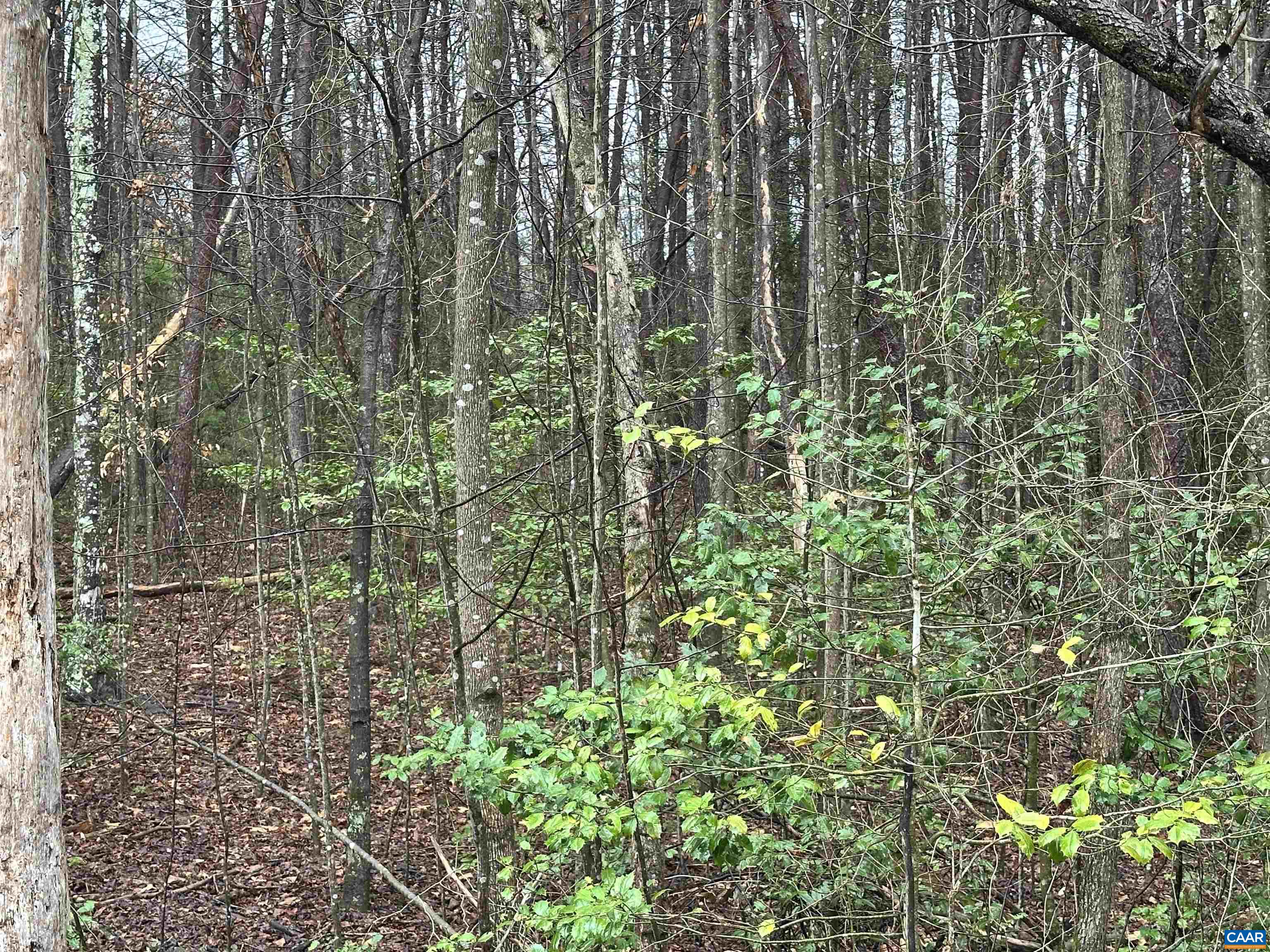 0 ELLY RD, ARODA, Virginia 22709, ,Land,0 ELLY RD,674426 MLS # 674426