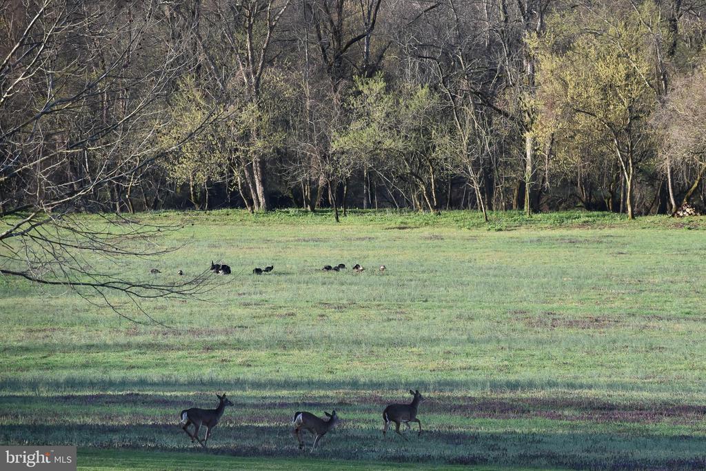 15403 FROGGY BOTTOM LN, RIXEYVILLE, Virginia 22737, 3 Bedrooms Bedrooms, ,2 BathroomsBathrooms,Residential,15403 FROGGY BOTTOM LN,VACU2012982 MLS # VACU2012982