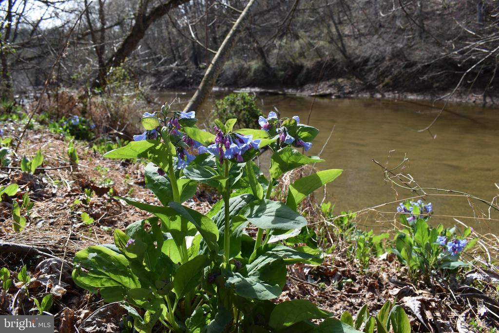 15403 FROGGY BOTTOM LN, RIXEYVILLE, Virginia 22737, 3 Bedrooms Bedrooms, ,2 BathroomsBathrooms,Residential,15403 FROGGY BOTTOM LN,VACU2012982 MLS # VACU2012982