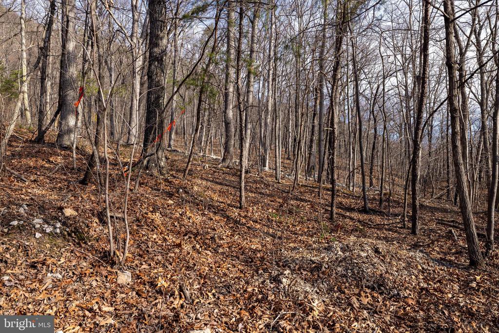 NATIONAL FOREST ACCESS RD, LURAY, Virginia 22835, ,Land,NATIONAL FOREST ACCESS RD,VAPA2006088 MLS # VAPA2006088 NATIONAL FOREST ACCESS RD, LURAY, Virginia 22835, ,Land,NATIONAL FOREST ACCESS RD,VAPA2006088 MLS # VAPA2006088